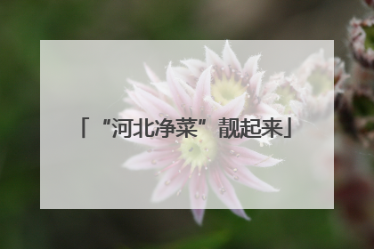 “河北净菜”靓起来