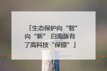 生态保护向“智”向“新” 白海豚有了高科技“保镖”
