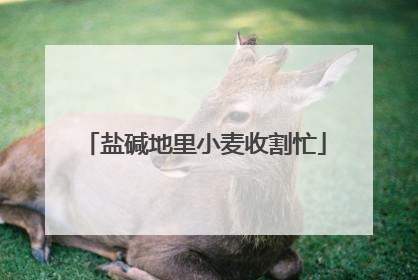 盐碱地里小麦收割忙