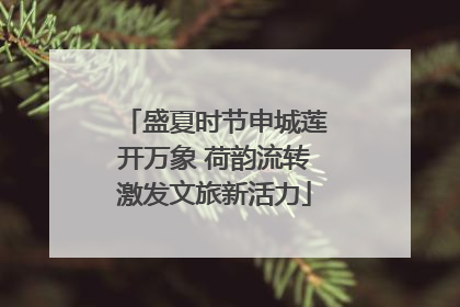 盛夏时节申城莲开万象 荷韵流转激发文旅新活力