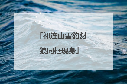 祁连山雪豹豺狼同框现身