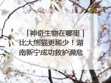 神奇生物在哪里｜比大熊猫更稀少！湖南新宁成功救护濒危鸟类海南鳽