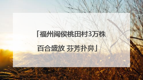 福州闽侯桃田村3万株百合盛放 芬芳扑鼻