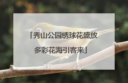秀山公园绣球花盛放 多彩花海引客来