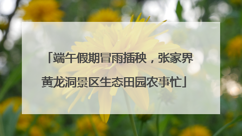 端午假期冒雨插秧，张家界黄龙洞景区生态田园农事忙