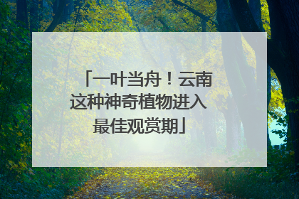 一叶当舟！云南这种神奇植物进入最佳观赏期