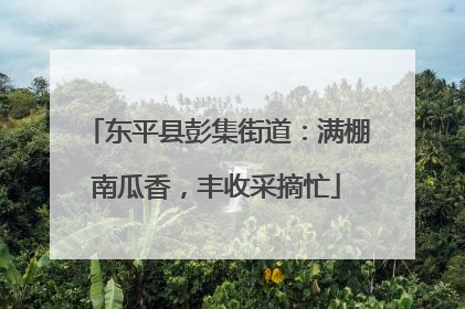 东平县彭集街道：满棚南瓜香，丰收采摘忙