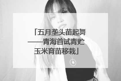 五月垄头苗起舞——青海首试青贮玉米育苗移栽