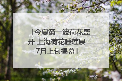 今夏第一波荷花盛开 上海荷花睡莲展7月上旬揭幕