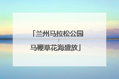兰州马拉松公园 马鞭草花海盛放