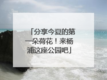 分享今夏的第一朵荷花！来杨浦这座公园吧