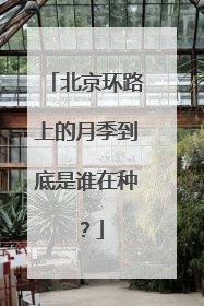 北京环路上的月季到底是谁在种？