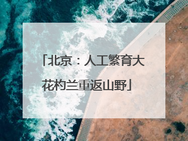 北京：人工繁育大花杓兰重返山野