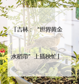 吉林：“世界黄金水稻带”上插秧忙