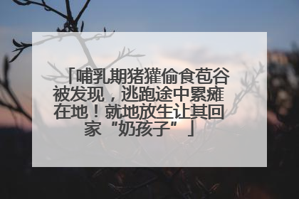 哺乳期猪獾偷食苞谷被发现，逃跑途中累瘫在地！就地放生让其回家“奶孩子”