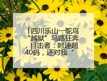 四川乐山一鸵鸟“越狱”马路狂奔，目击者：时速超40码，还对我“笑”了下