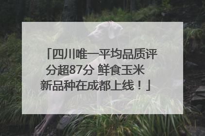 四川唯一平均品质评分超87分 鲜食玉米新品种在成都上线！