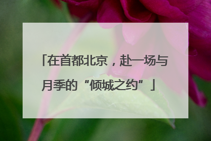 在首都北京，赴一场与月季的“倾城之约”