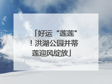 好运“莲莲”！洪湖公园并蒂莲迎风绽放