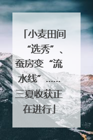 小麦田间“选秀”、蚕房变“流水线”……三夏收获正在进行