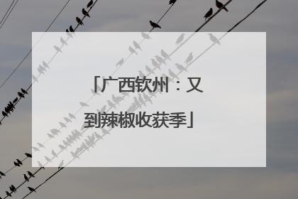 广西钦州：又到辣椒收获季