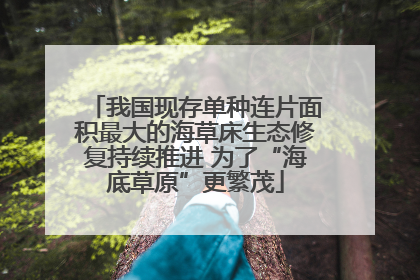 我国现存单种连片面积最大的海草床生态修复持续推进 为了“海底草原”更繁茂