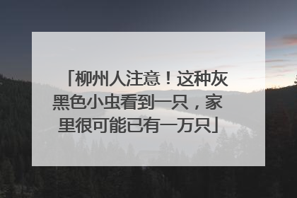 柳州人注意！这种灰黑色小虫看到一只，家里很可能已有一万只