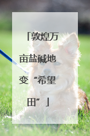 敦煌万亩盐碱地变“希望田”