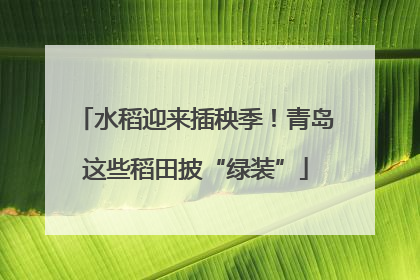 水稻迎来插秧季！青岛这些稻田披“绿装”