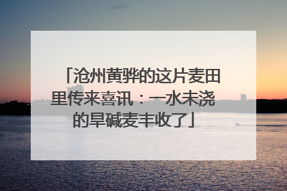 沧州黄骅的这片麦田里传来喜讯：一水未浇的旱碱麦丰收了