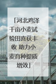 河北鸡泽千亩小麦试验田喜获丰收 助力小麦育种提质增效