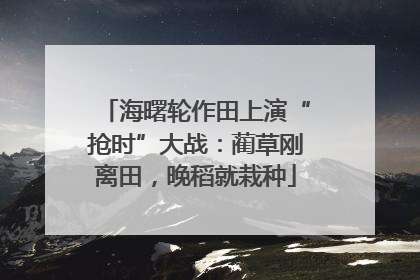海曙轮作田上演“抢时”大战：蔺草刚离田，晚稻就栽种