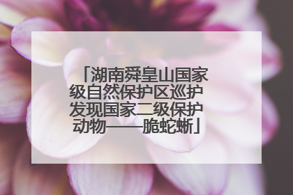 湖南舜皇山国家级自然保护区巡护发现国家二级保护动物——脆蛇蜥