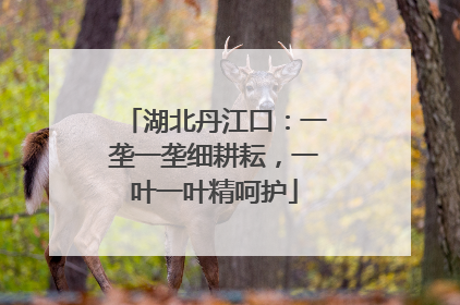 湖北丹江口：一垄一垄细耕耘，一叶一叶精呵护