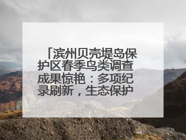 滨州贝壳堤岛保护区春季鸟类调查成果惊艳：多项纪录刷新，生态保护成效显著