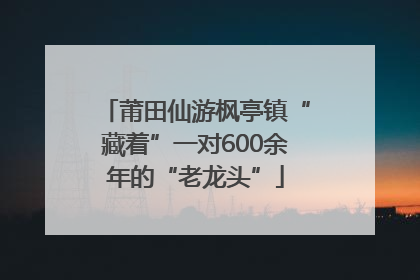 莆田仙游枫亭镇“藏着”一对600余年的“老龙头”