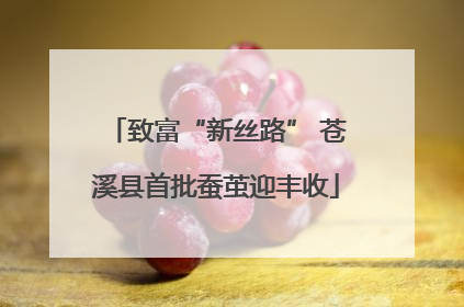 致富“新丝路” 苍溪县首批蚕茧迎丰收
