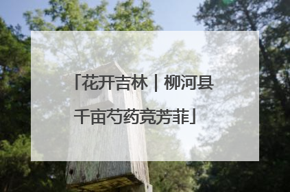 花开吉林｜柳河县千亩芍药竞芳菲