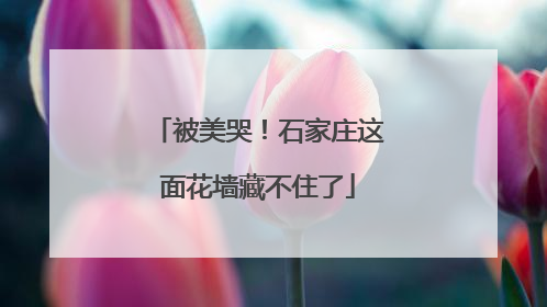 被美哭！石家庄这面花墙藏不住了