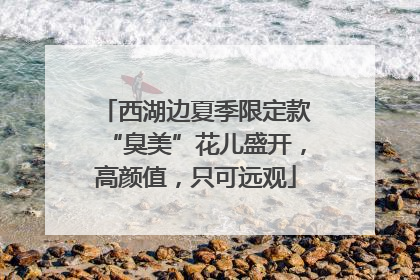 西湖边夏季限定款“臭美”花儿盛开，高颜值，只可远观
