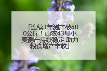 连续3年测产破800公斤！山农43号小麦测产持续稳定 助力粮食增产丰收
