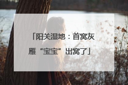 阳关湿地：首窝灰雁“宝宝”出窝了