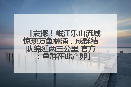 震撼！岷江乐山流域惊现万鱼翻涌，成群结队绵延两三公里 官方：鱼群在此产卵